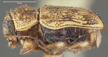 Media type: image; Entomology 8765   Aspect: habitus lateral view